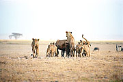 Picture 'KT1_11_32 Cub, Lion, Kenya, Amboseli'